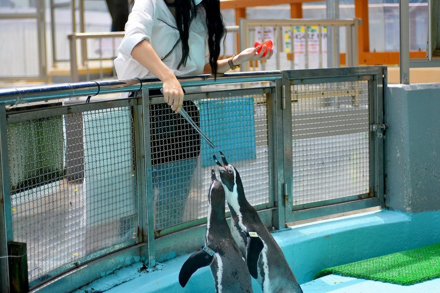 🐠 카츠라하마 수족관 (가쓰라하마 스이조쿠칸)